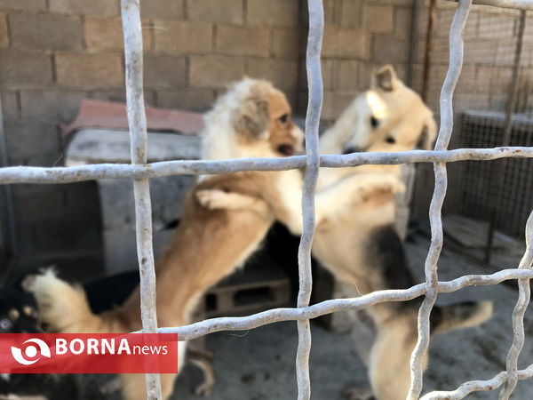 پناهگاه حیوانات در شیراز؛ جایی برای دوستی انسان و حیوان