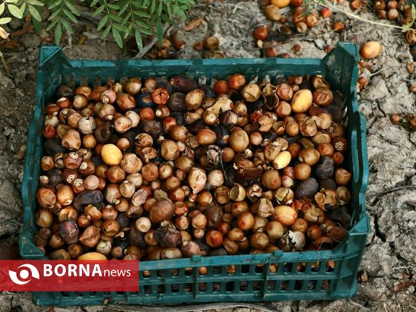 برداشت خارک و رطب روستای امام حسن(ع)