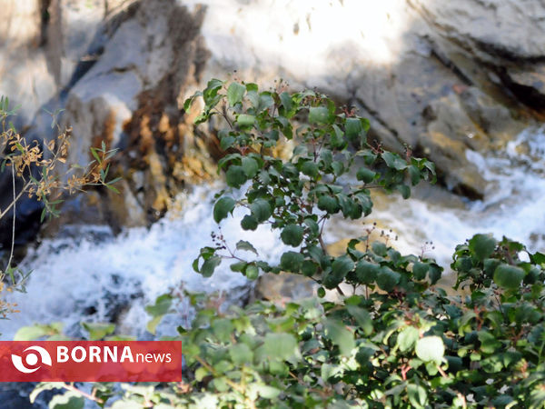در مسیر ارنگه جاده چالوس با خبرنگاران غرب تهران