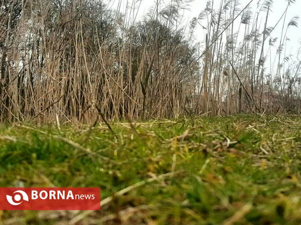 تالاب حاجی آباد لاهیجان