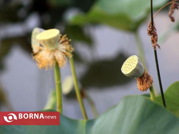 تالاب بین المللی امیر کلایه _ لاهیجان
