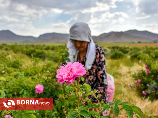 برداشت گل محمدی در شهر ساروق