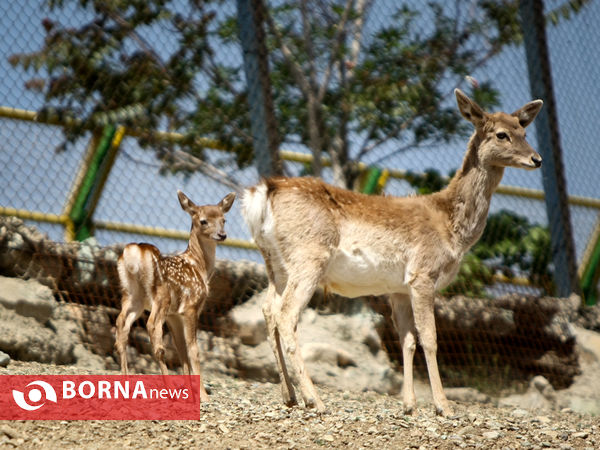 گوزن زرد ایرانی