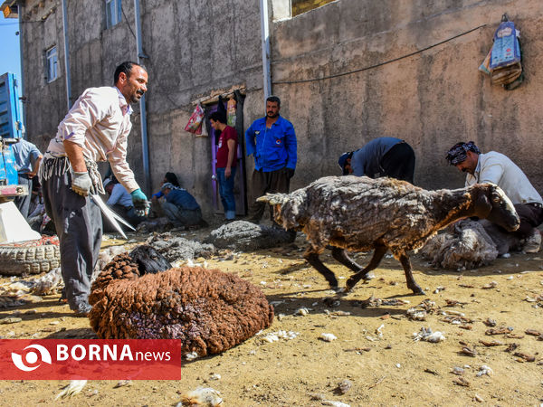 چیدن پشم گوسفندان به روش سنتی