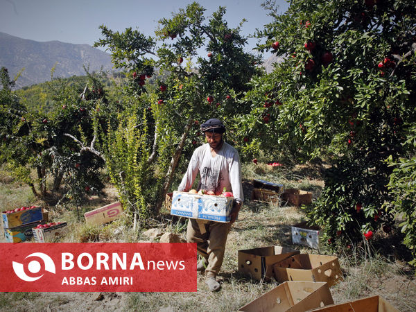 دقیقه 90 برداشت انار کوهمره سرخی