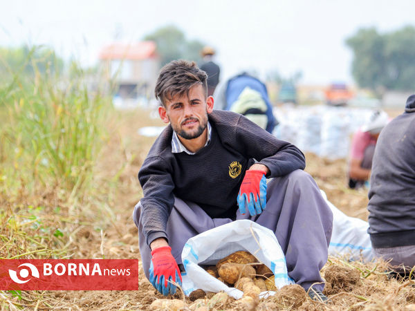 برداشت سیب زمینی(شازند)