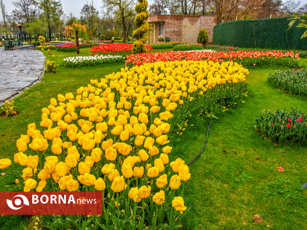 جشنواره گل‌های لاله