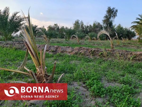 نخلستان‌های زیبای روستای عباسیه شهرستان فهرج