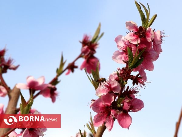 شکوفه های صورتی ارومیه