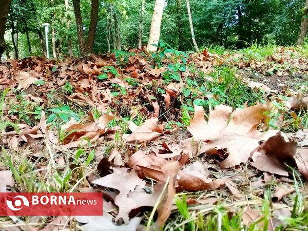 چشم اندازی از طبیعت گیلان _ شهریور 1400