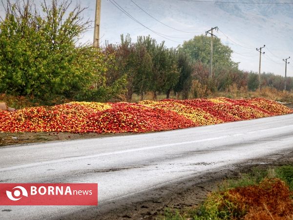 داستان پر درد سیب های ارومیه