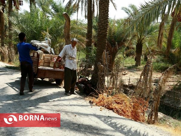 برداشت خارک و رطب روستای امام حسن(ع)