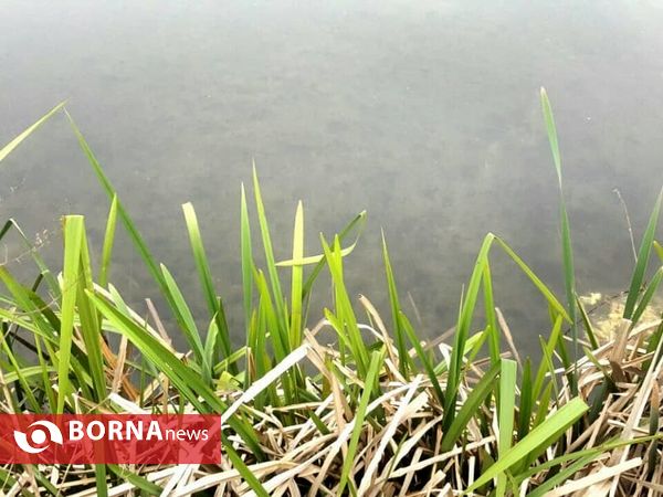 تالاب حاجی آباد لاهیجان