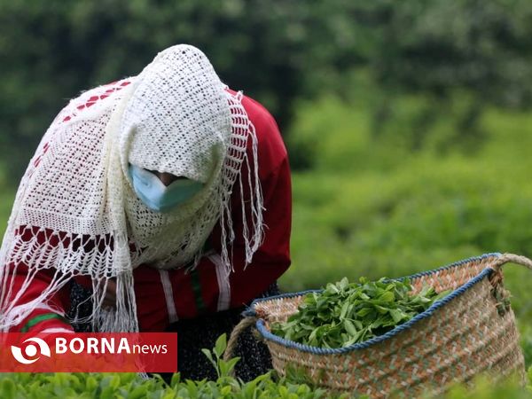 برداشت نخستین برگ چای در سال ۱۴۰۰