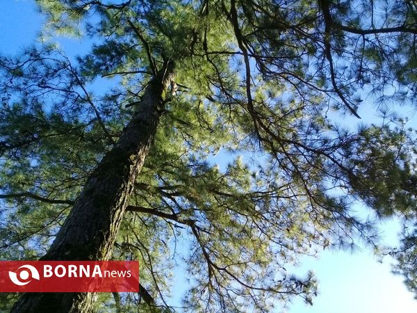 همایش مردمی جهت حفظ و صیانت از جنگل های سبز هیرکانی