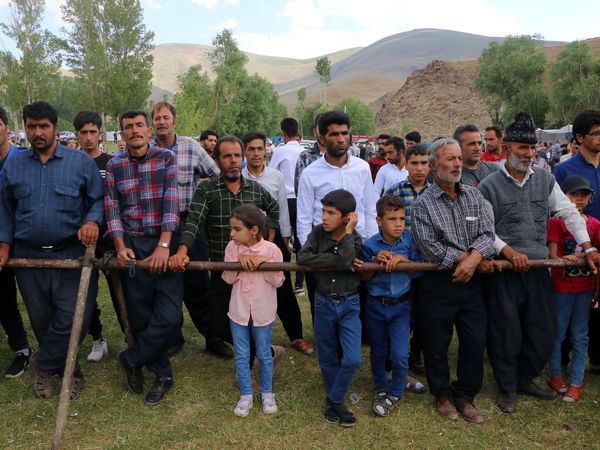 برداشت گل محمدی در روستای عنصرود