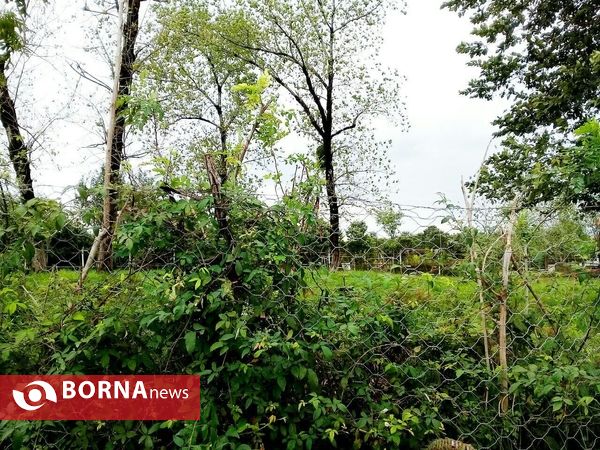 چشم اندازی از طبیعت گیلان _ شهریور 1400