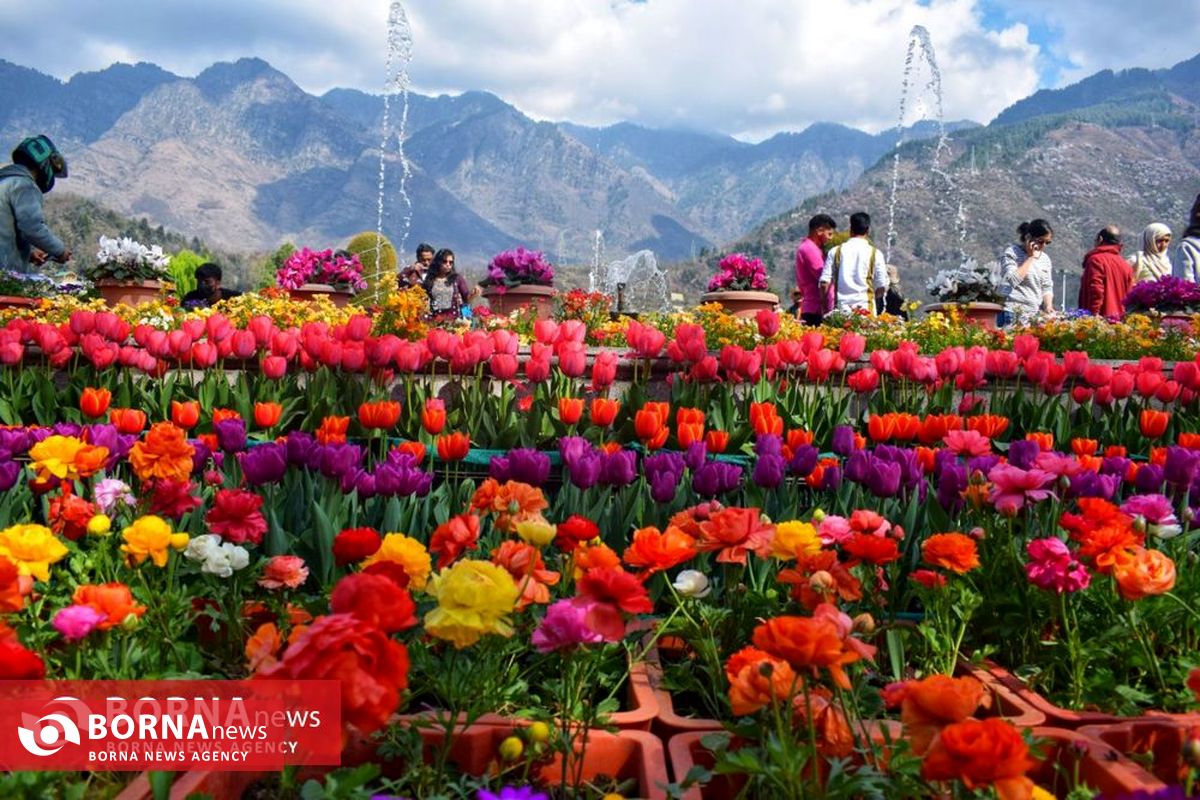 بزرگترین باغ گل لاله آسیا در کشمیر
