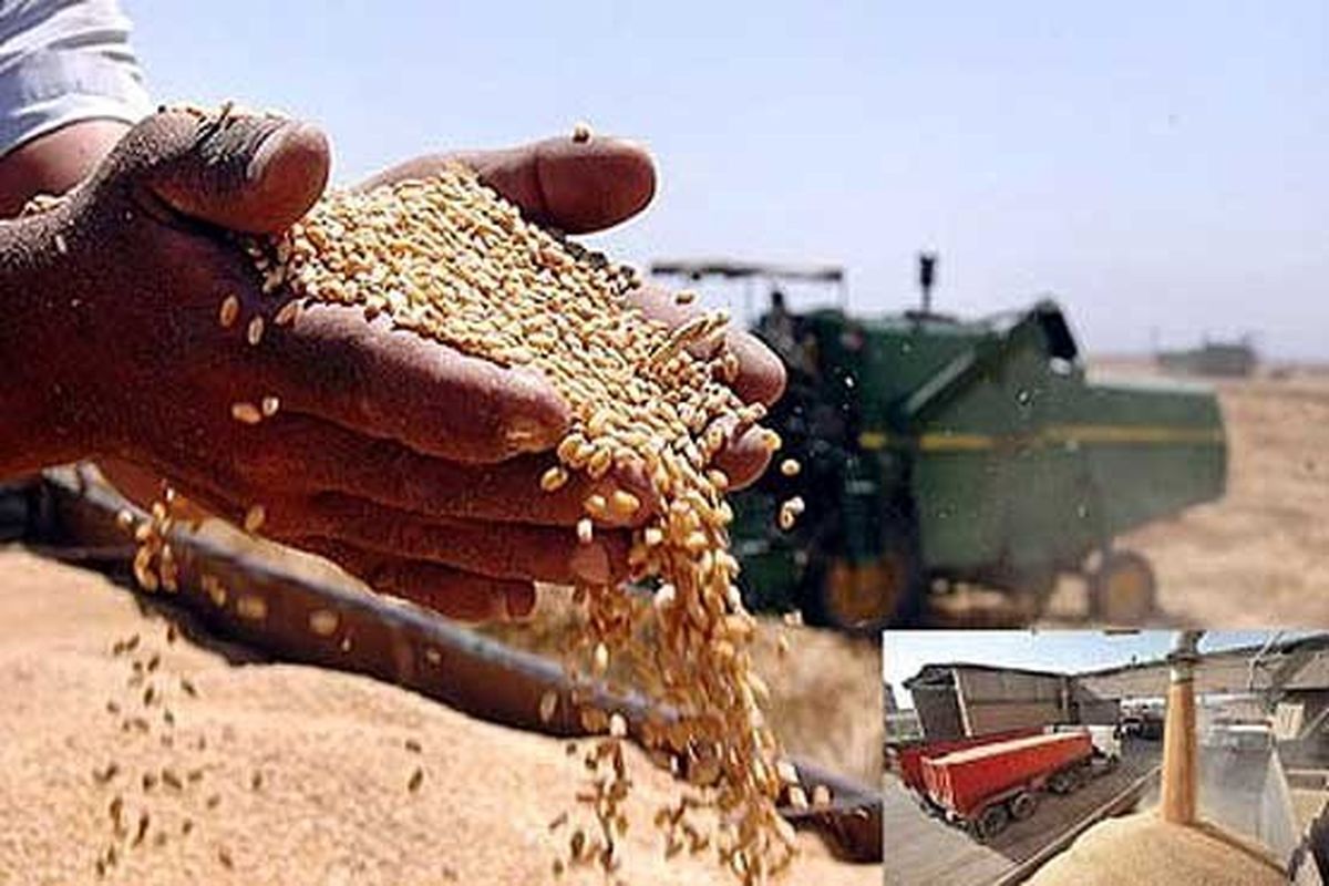 افزایش 29 درصدی خرید گندم خوزستان نسبت به سال قبل / 9 هزار میلیارد تومان از مطالبه کشاورزان استان پرداخت شد