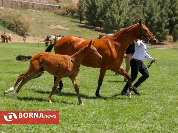 جشنواره «زیبایی اسب اصیل ترکمن» در نیشابور