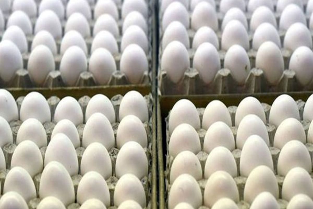 پیش‌بینی صادرات 60 هزار تن تخم مرغ تا پایان سال