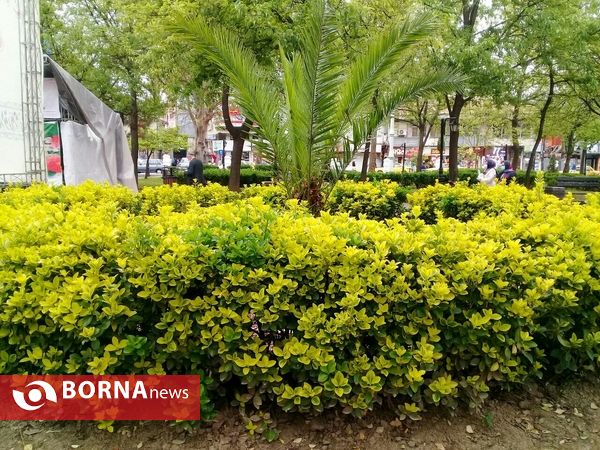 شکوفه های بهاری _ رشت
