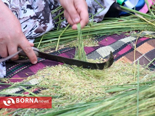 چهارمین جشنواره جوکول در پیاده راه فرهنگی رشت