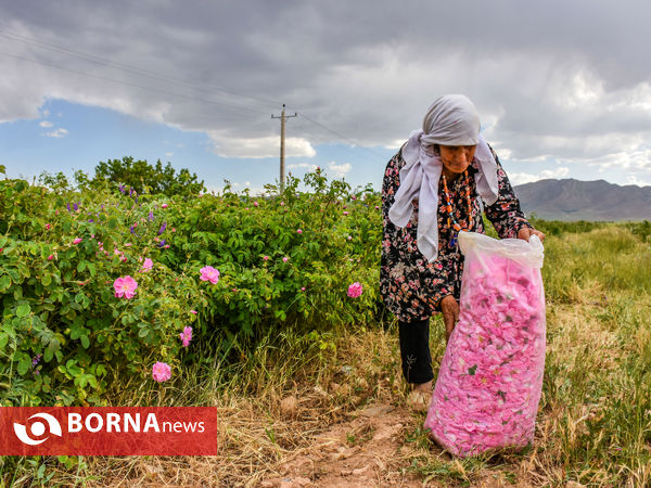 برداشت گل محمدی در شهر ساروق