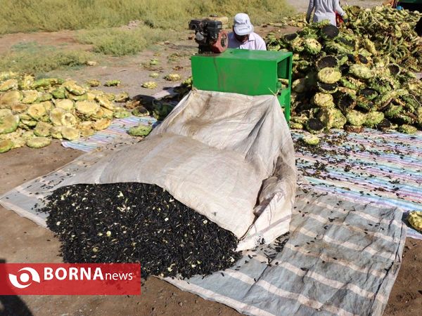 برداشت تخم آفتابگردان از شهر آفتابگردان ها خوی