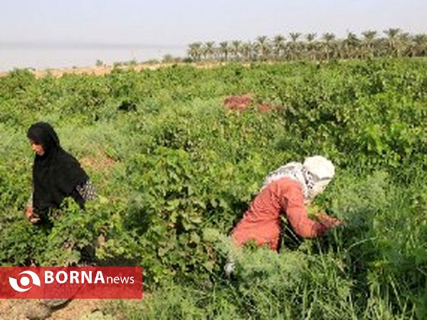 برداشت انگور در روستای غزاویه شهرستان کارون