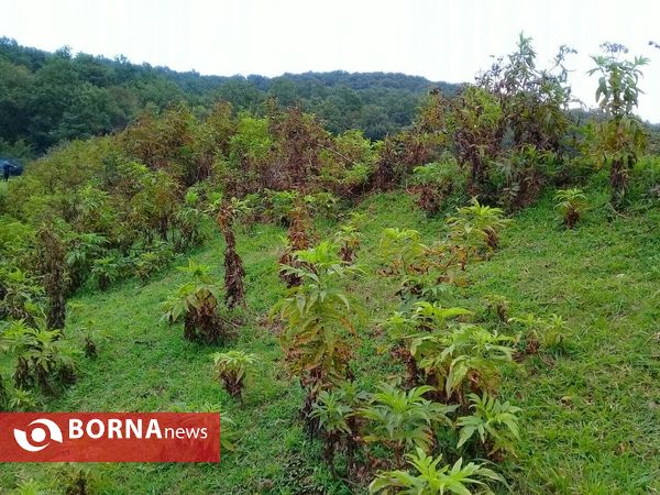 چشم اندازی از طبیعت گیلان _ شهریور 1400