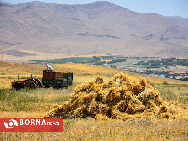 برداشت سنتی جو دیم