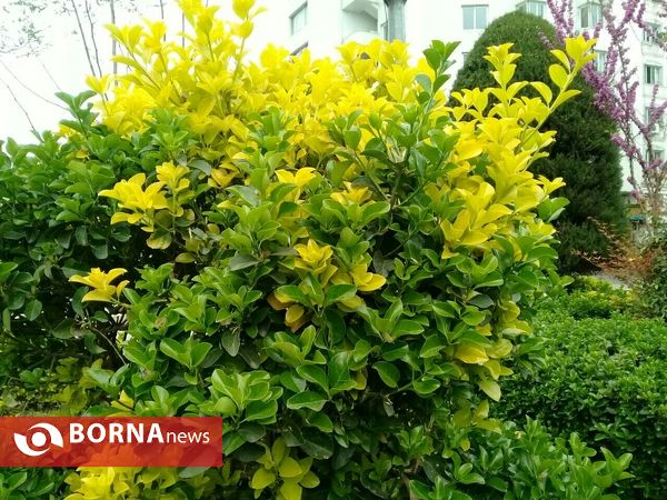 شکوفه های بهاری _ رشت