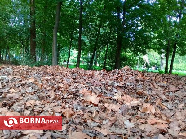 چشم اندازی از طبیعت گیلان _ شهریور 1400