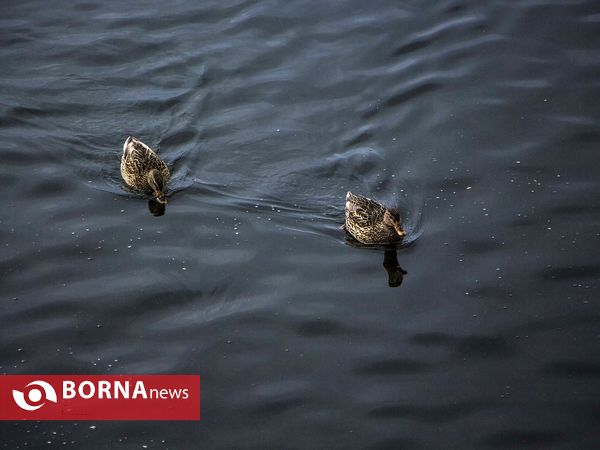 زریبار کردستان