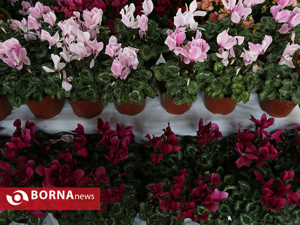 شانزدهمین نمایشگاه بین المللی گل و گیاه تهران