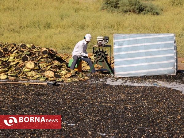برداشت تخم آفتابگردان از شهر آفتابگردان ها خوی