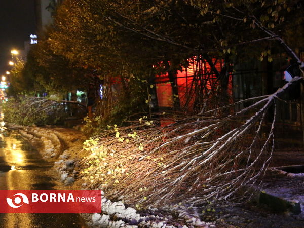 خسارت برف سنگین به درختان ارومیه