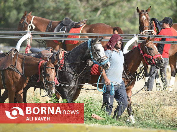 لیگ  ملی چوگان