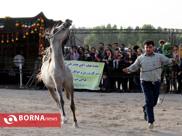 جشنواره بین المللی زیبایی اسب اصیل ایرانی در شیراز