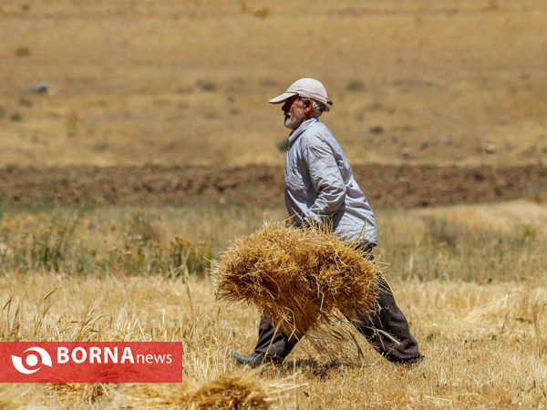 برداشت سنتی جو دیم