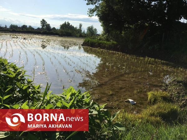 پسیخان رشت جاذبه طبیعی و گردشگری استان گیلان