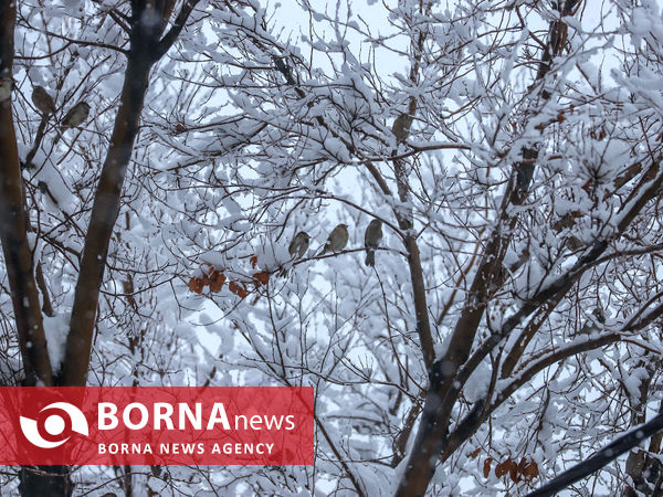 بارش شدید برف در اراک