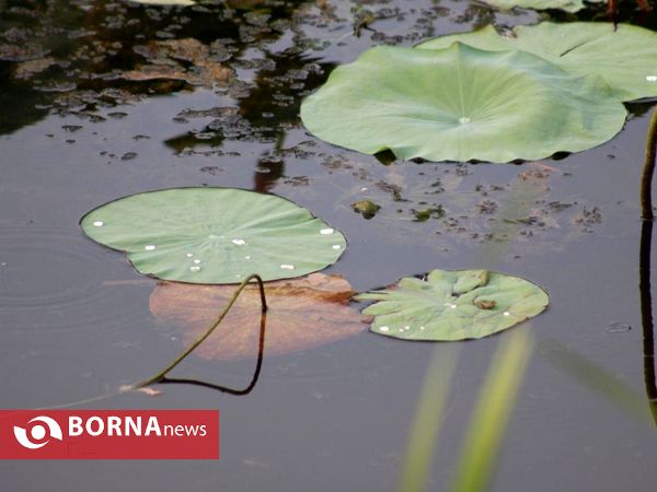 تالاب بین المللی امیر کلایه _ لاهیجان