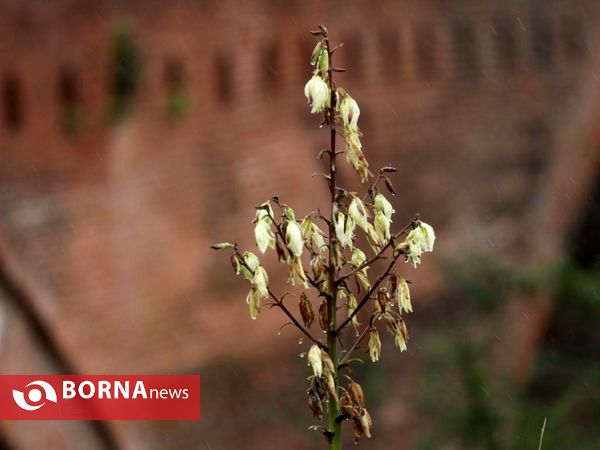 آخرین روز پاییز ۹۷ در استان گیلان