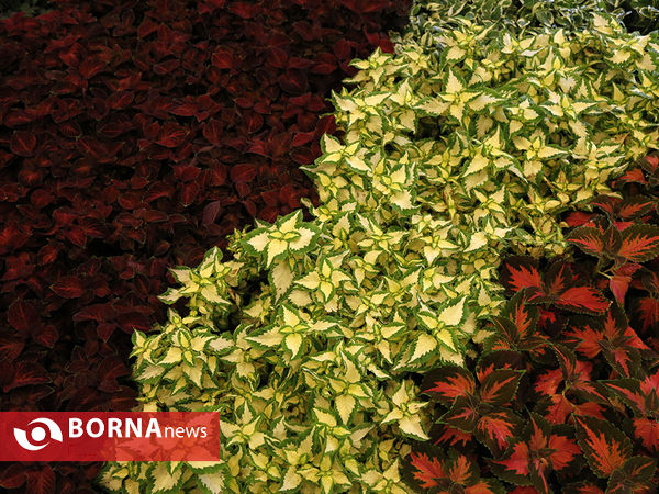 شانزدهمین نمایشگاه بین المللی گل و گیاه تهران