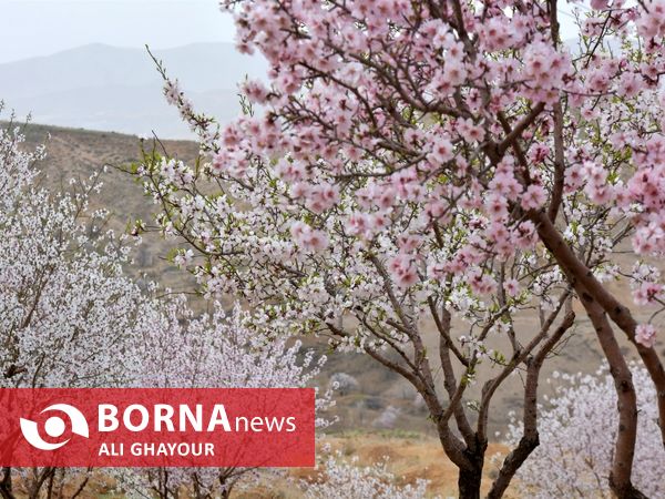 شکوفه های منطقه قره باغ ارومیه