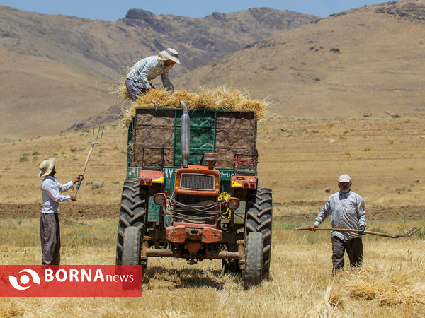 برداشت سنتی جو دیم