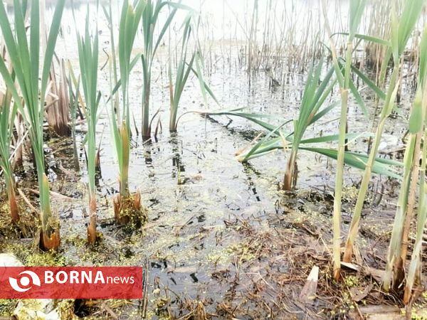 تالاب حاجی آباد لاهیجان