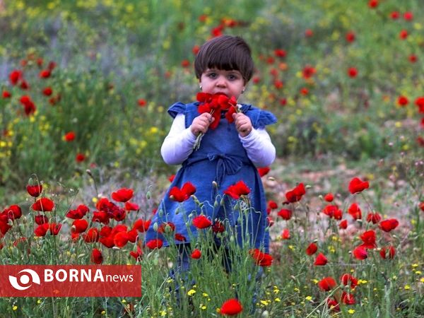 رویش گل های شقایق در دشت های فارس